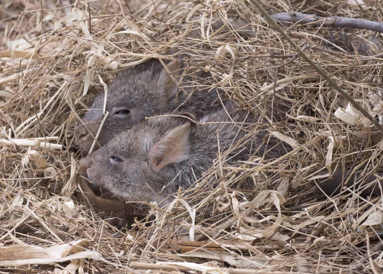 rufous bettong  