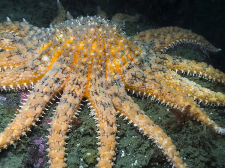Sunflower Star (Pycnopodia helianthoides) One of British Columbia's largest starfish photographed while diving around the southern Gulf Islands.