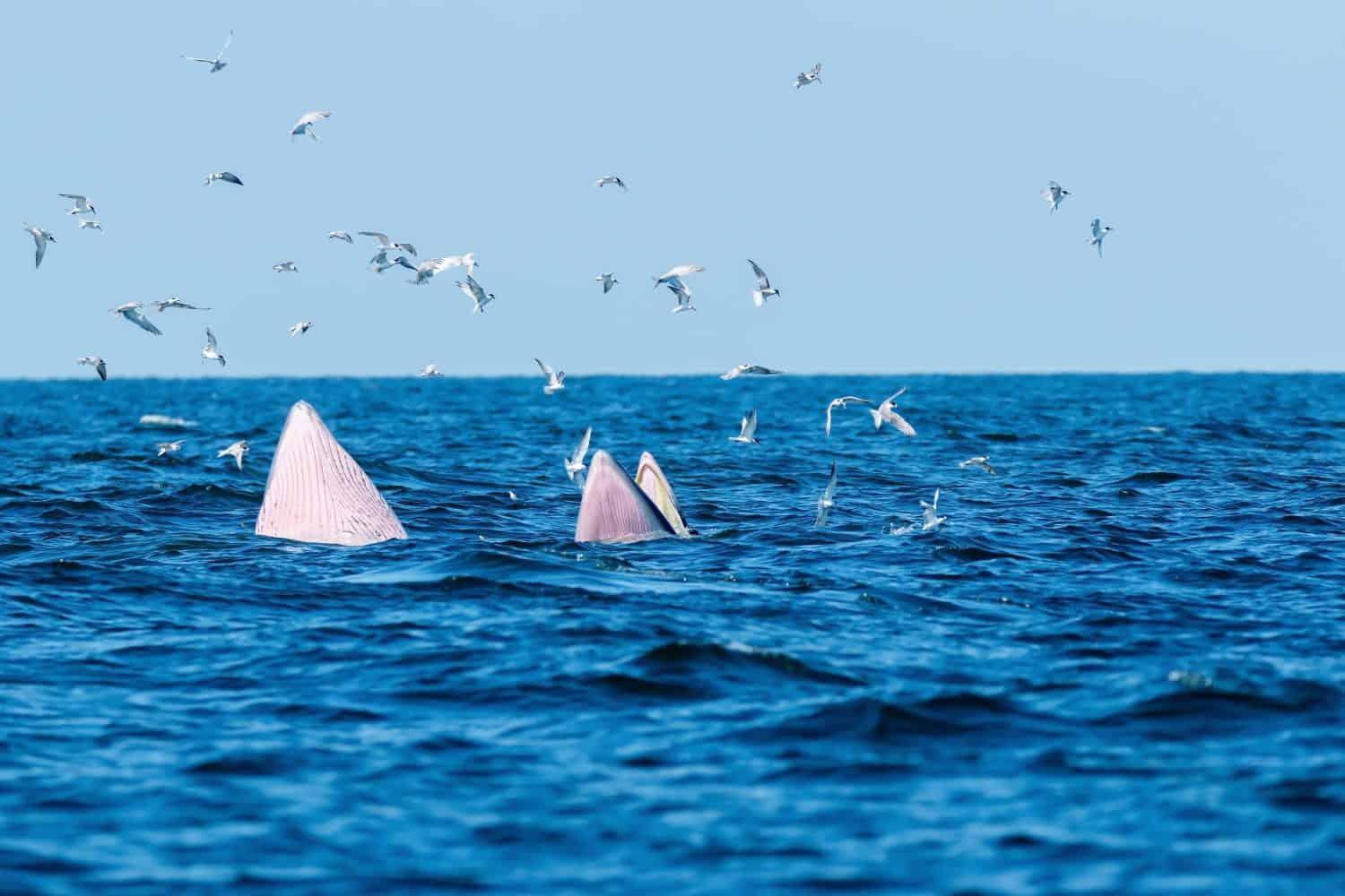 Two Bryde's whales , mother-calf pair enjoying their lunch in gulf of Thailand 