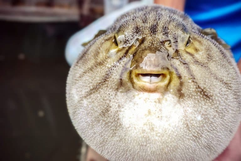 close up of inflated puffer fish (as known as blow fish or balloon fish)