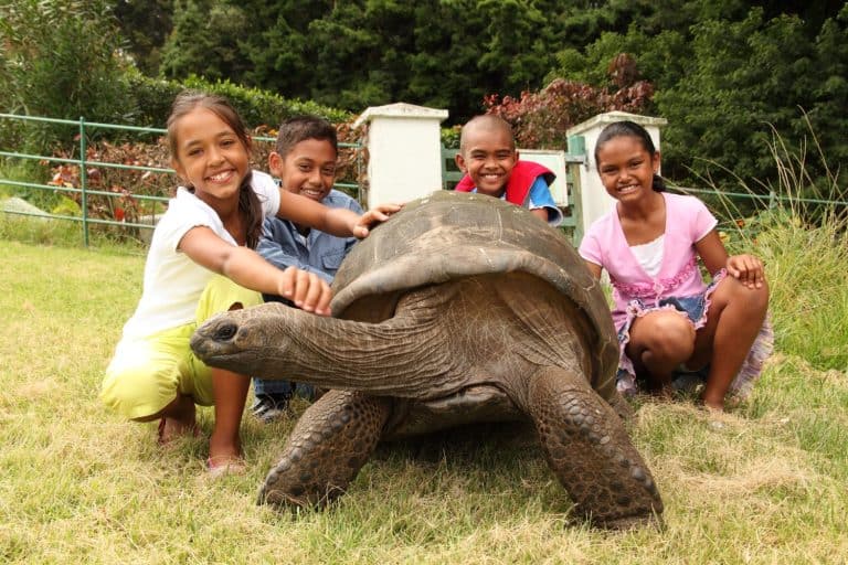 School children with giant tortoise on St Helena. Jonathan is a famous giant tortoise on St Helena Island who is estimated to be two hundred years old