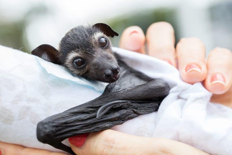 Baby Spectacled Flying Fox