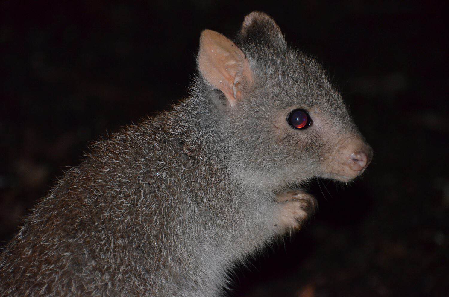 Rufous bettong, rat-kangaroo portrait, Australian nocturnal marsupial photographed near Undara larva tubes in north Queensland