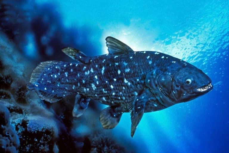A Trawler Hauled Up A Blue Fish In 1938 That Science Believed Extinct For 65 Million Years