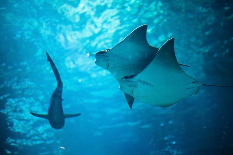 A Miami Bay Just 6 Feet Deep Was Named A Critical Refuge For 13 Shark And Ray Species