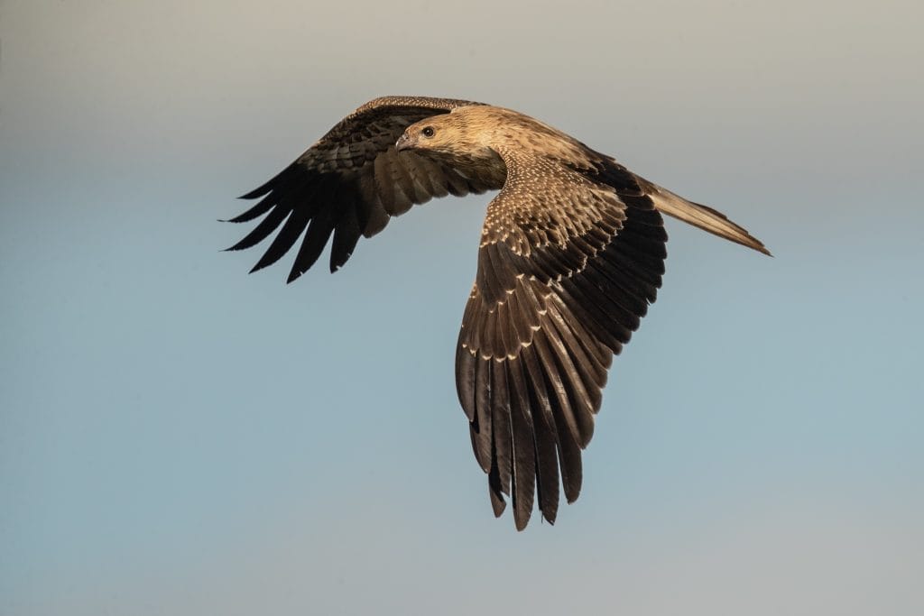 A whistling kite