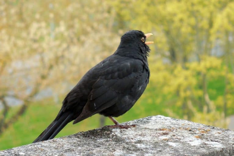 If a Blackbird Keeps Coming Back to Your Garden, It's Telling You Something