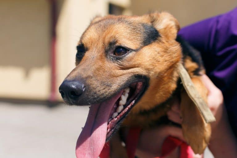This Stray Dog Worked Out How to Get Fed at a McDonald's Drive-Thru, All by Himself