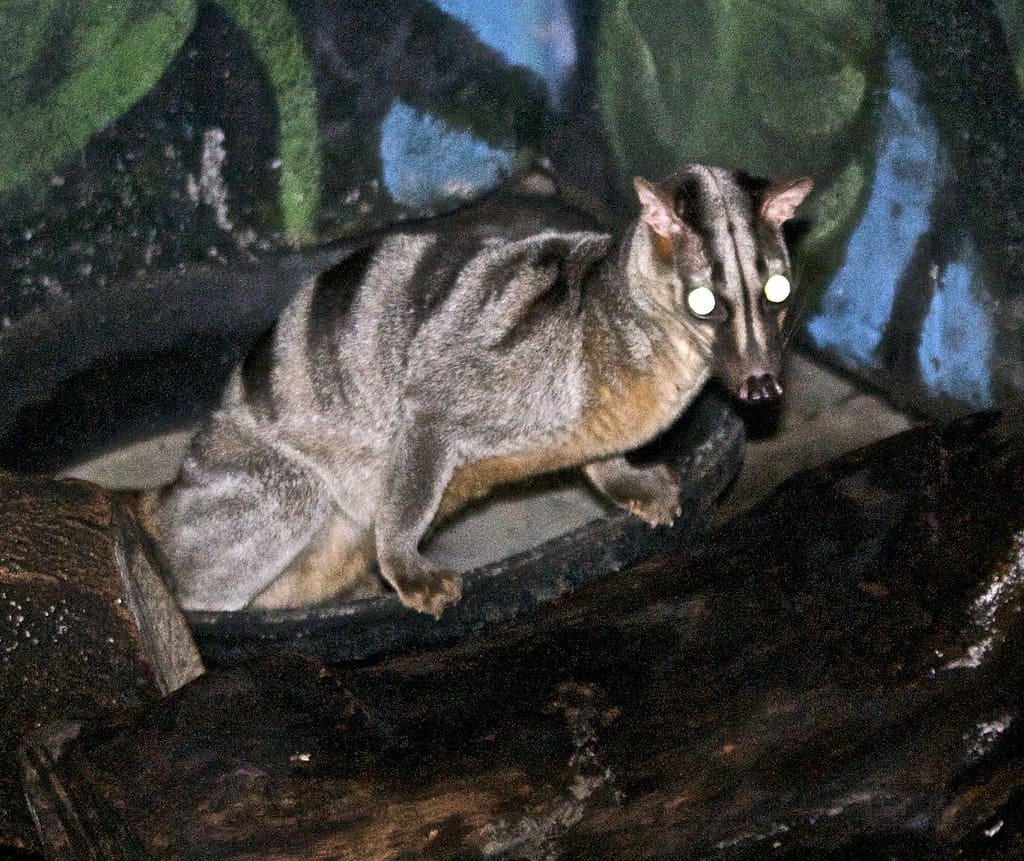Banded civet