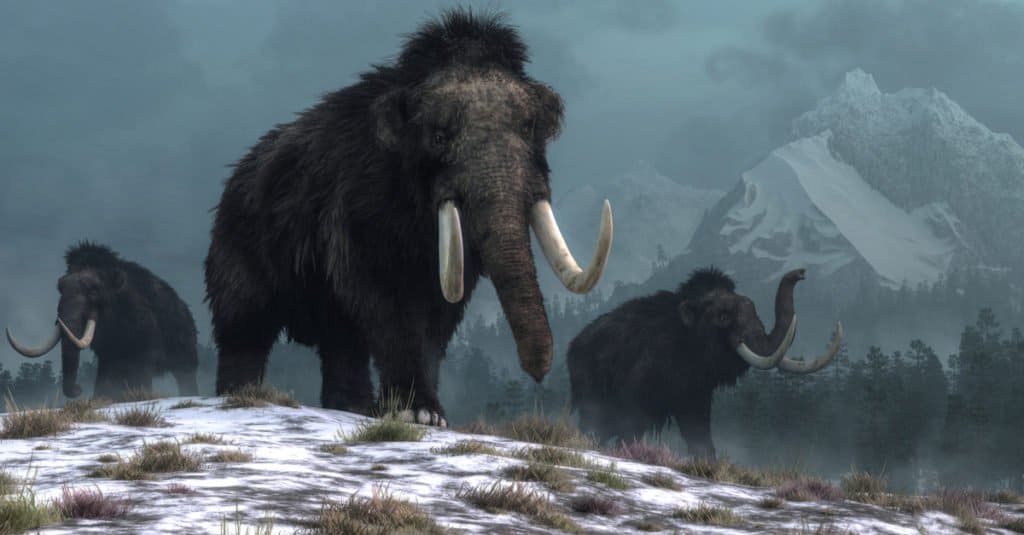 A trio of woolly mammoths trudges over snow covered hills.