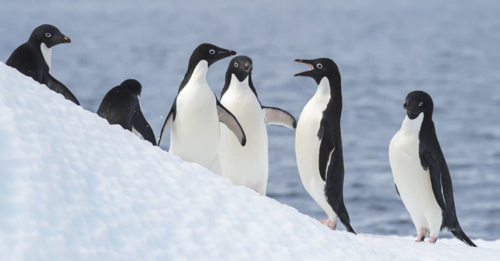 Adelie Penguins jump from iceberg in Antarcdtica