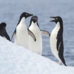 Adélie Penguin