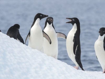 Adelie Penguins jump from iceberg in Antarcdtica