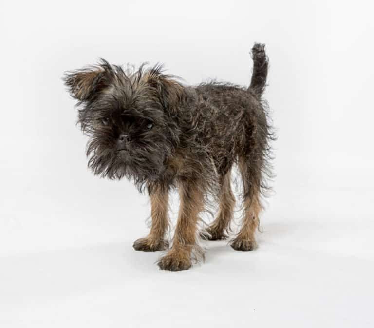 Affenpinscher (Canis familiaris) - on isolated background