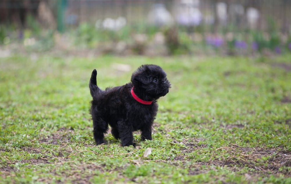 Affenpinscher - one of the best apartment dogs - puppy in grass