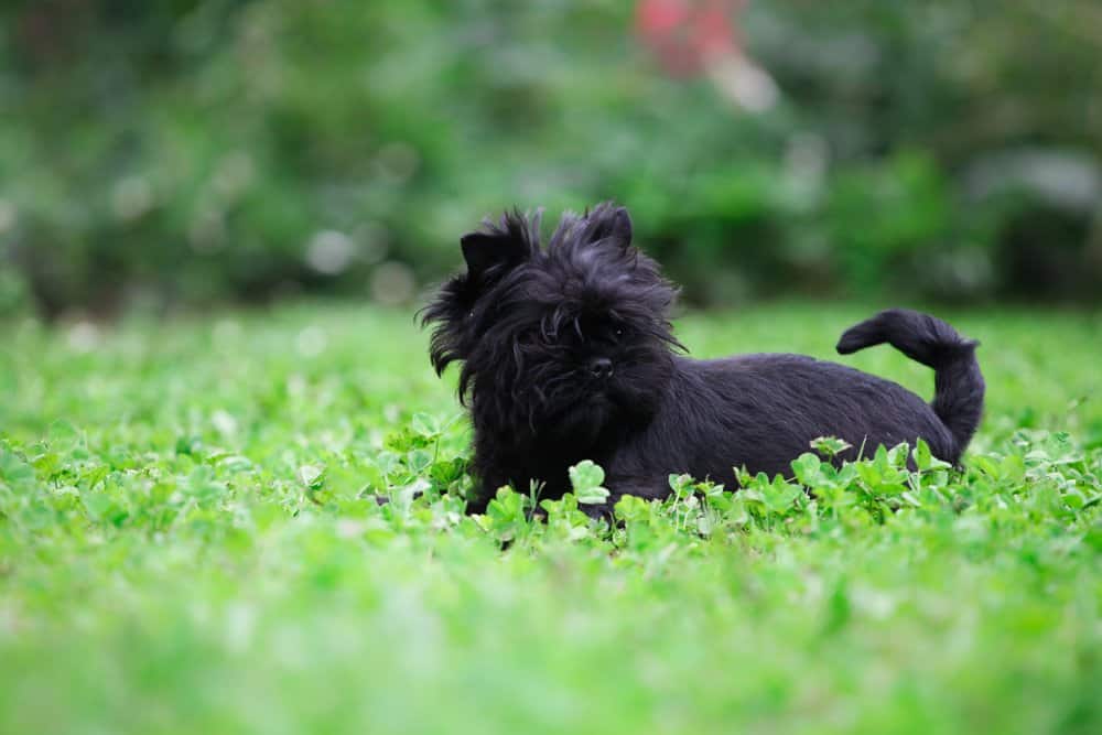 Affenpinscher (Canis familiaris) - in grass