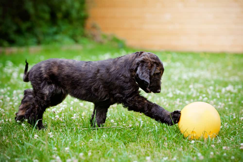 Afghan Hound (Canis Lupus) - puppy playing with ball