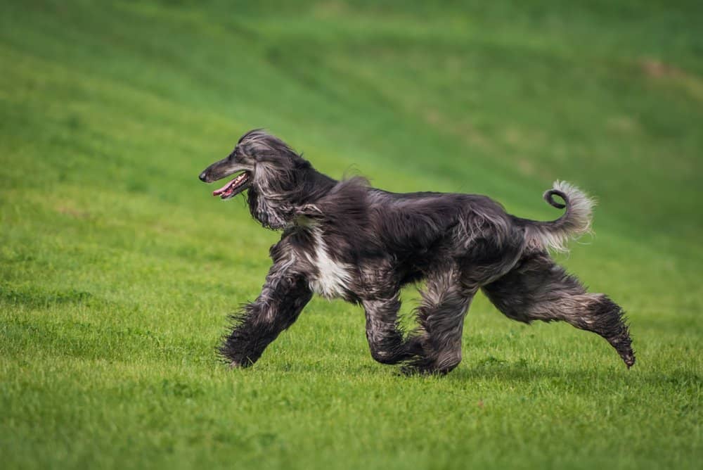 Afghan Hound (Canis Lupus) - running in grass