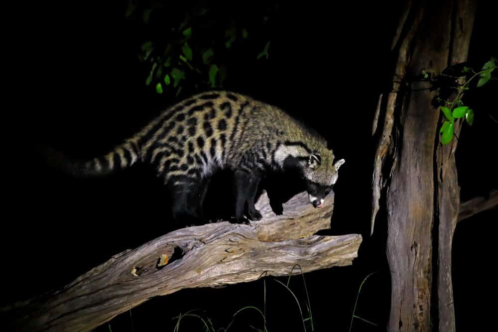 African Palm Civet (Nandinia binotata) - african palm civet at night