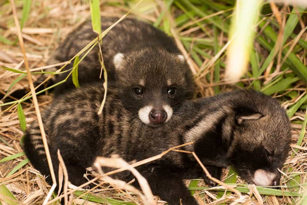 African Palm Civet (Nandinia binotata) - african palm civet babies