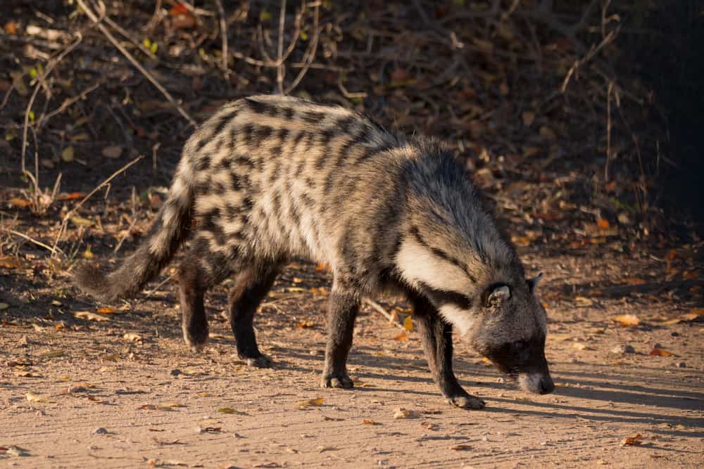 African Palm Civet (Nandinia binotata)