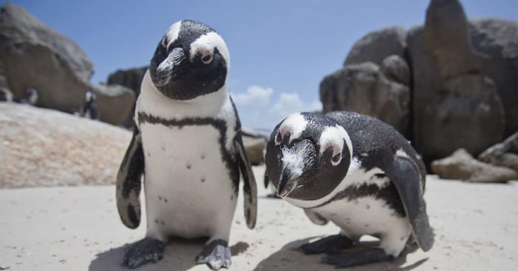 African Penguin Habitat