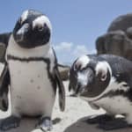 African Penguin