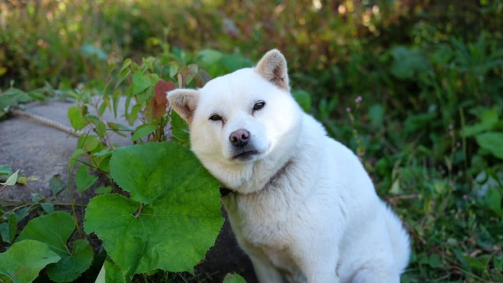 Ainu dog (Canis familiaris) - ainu dog outside