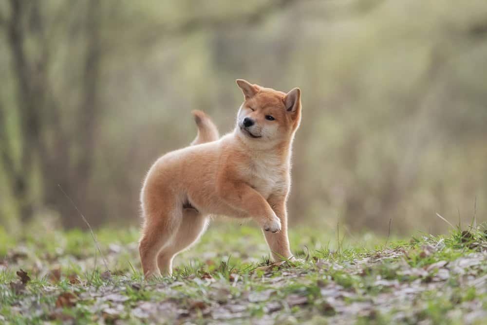 Ainu dog (Canis familiaris) - puppy