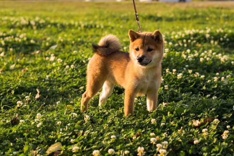 Ainu dog (Canis familiaris) - puppy on grass