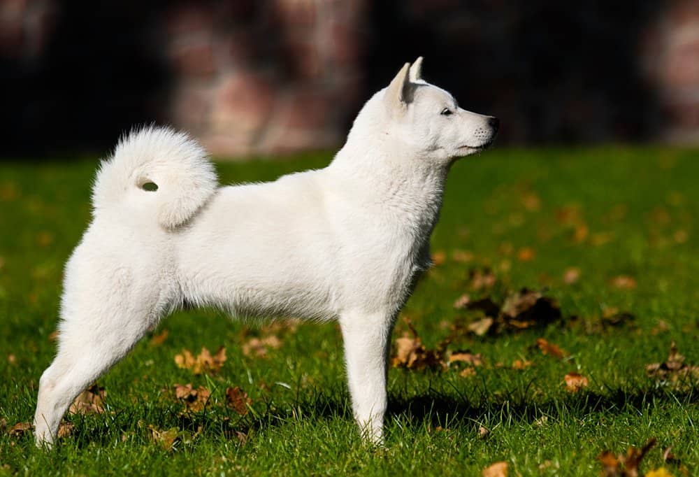 Ainu dog (Canis familiaris) - white ainu dog