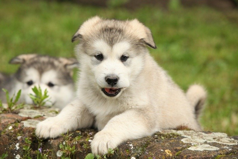 malamute puppies