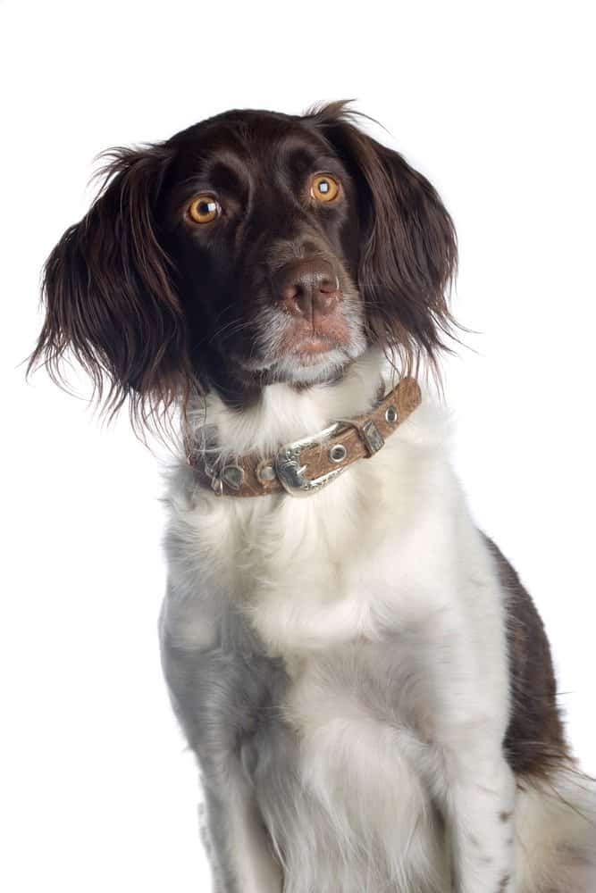 American Water Spaniel isolated on a white background