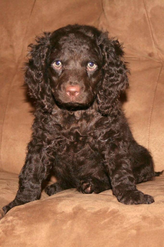 Brown American Water Spaniel puppy
