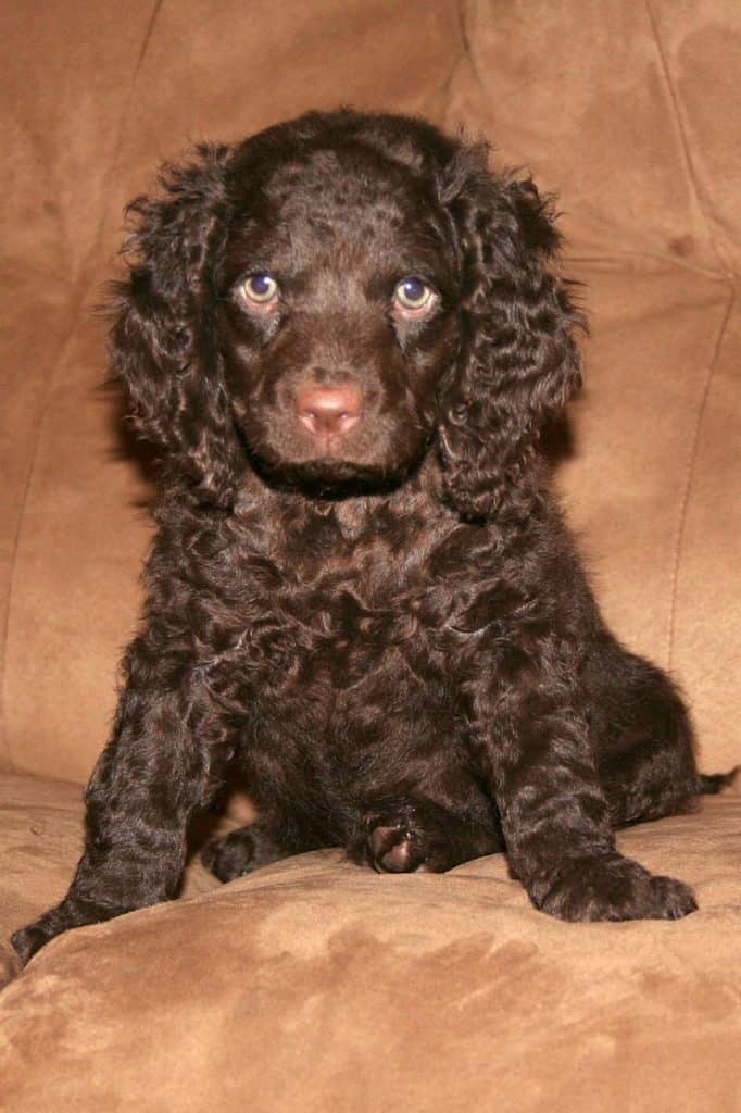 American water spaniel store dogs