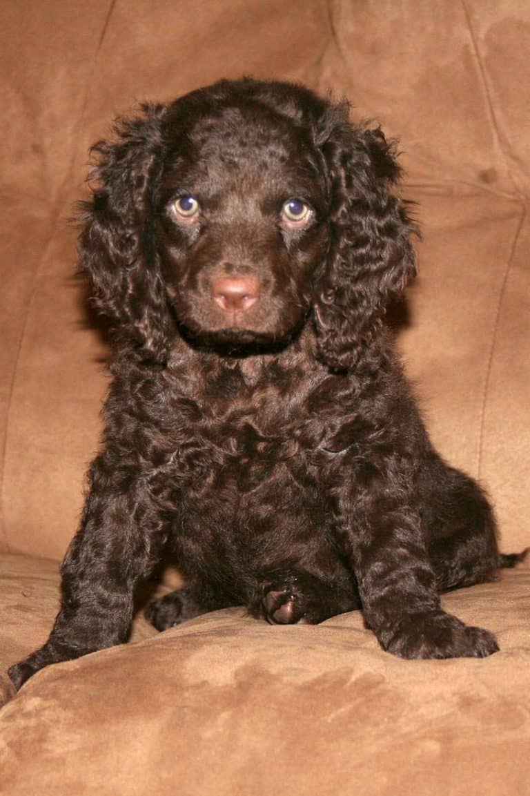 Brown American Water Spaniel puppy
