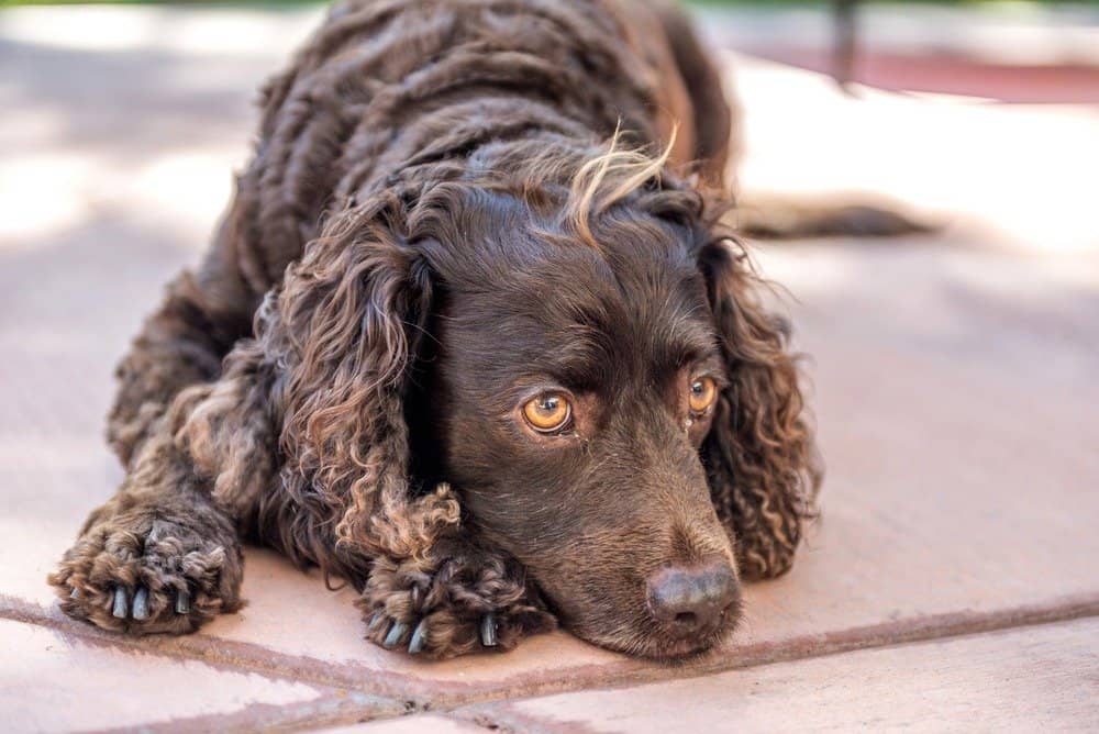 Brown Dog with puppy eyes American Water Spaniel
