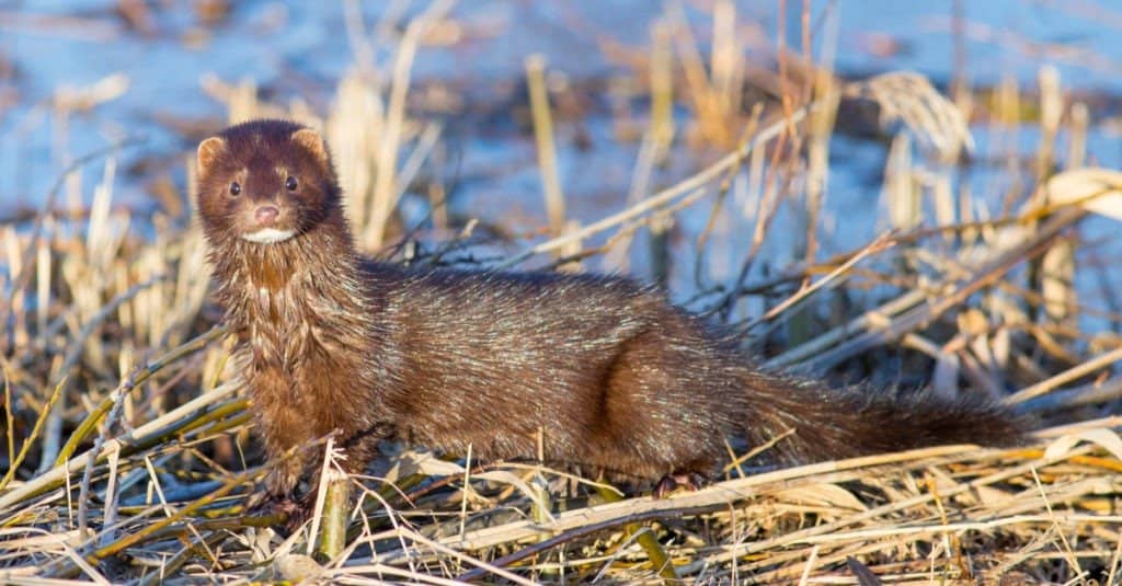 Mink Vs Muskrat