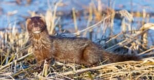 What Do Minks Eat? Their Diet Explained Picture