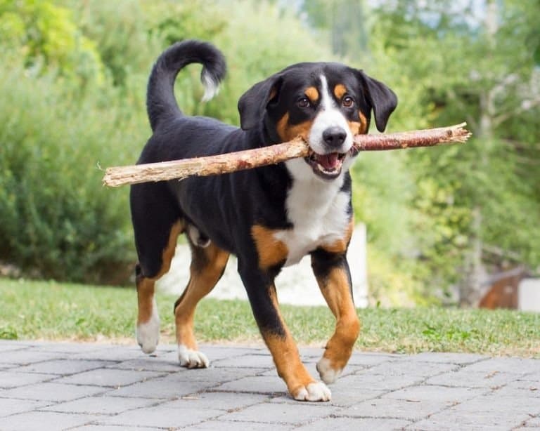 Young Appenzeller Sennenhund, playing with long branch.