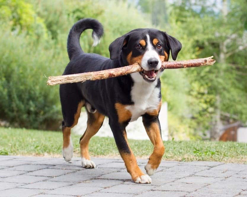 Young Appenzeller Sennenhund, playing with long sticks.