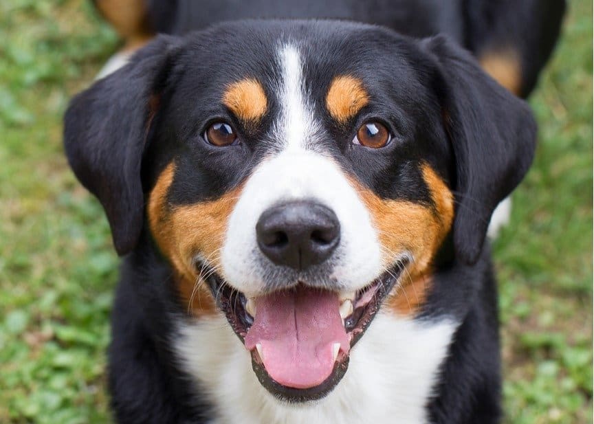 Young Appenzeller Sennenhund, close-up, playful look in the eyes