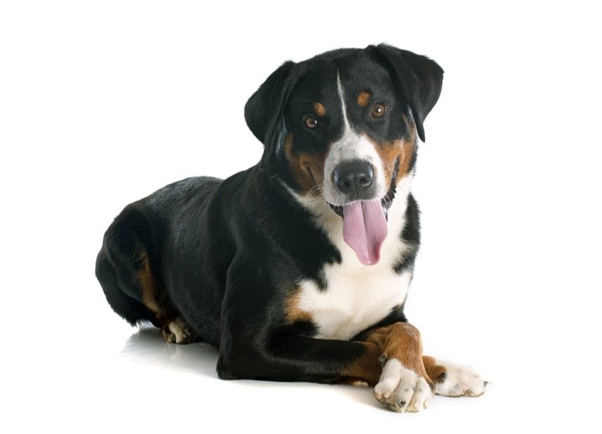 Appenzeller Sennenhund in front of white background