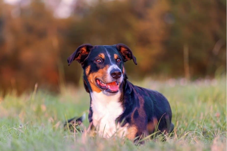 Portrait of Appenzeller Sennenhund, lying on the Autumn field, natural light