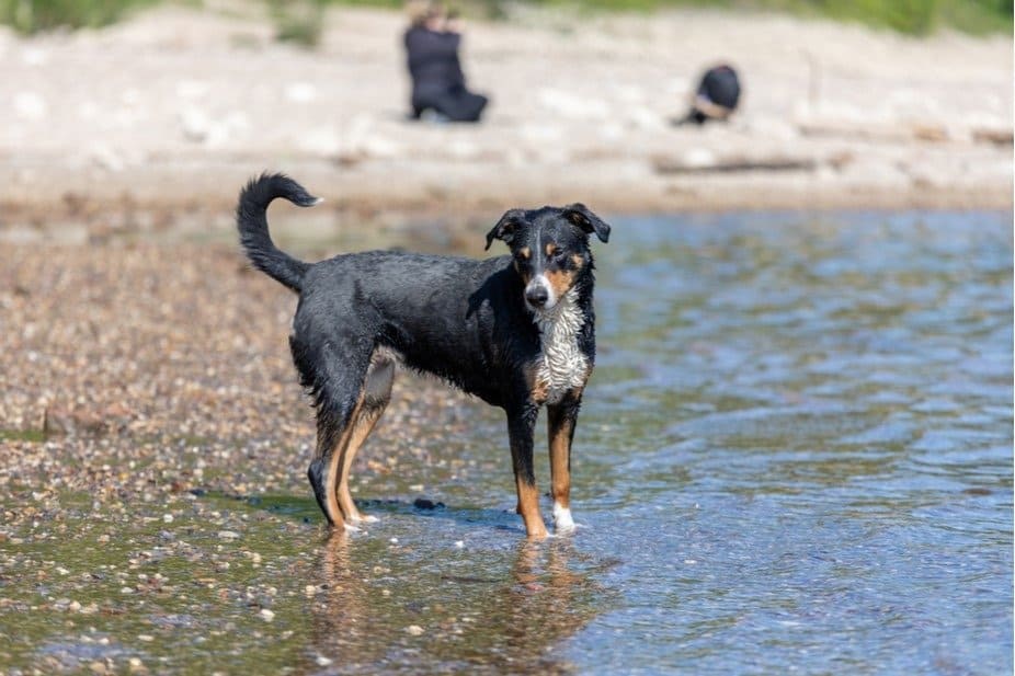 Appenzeller Sennenhund playing at the lake