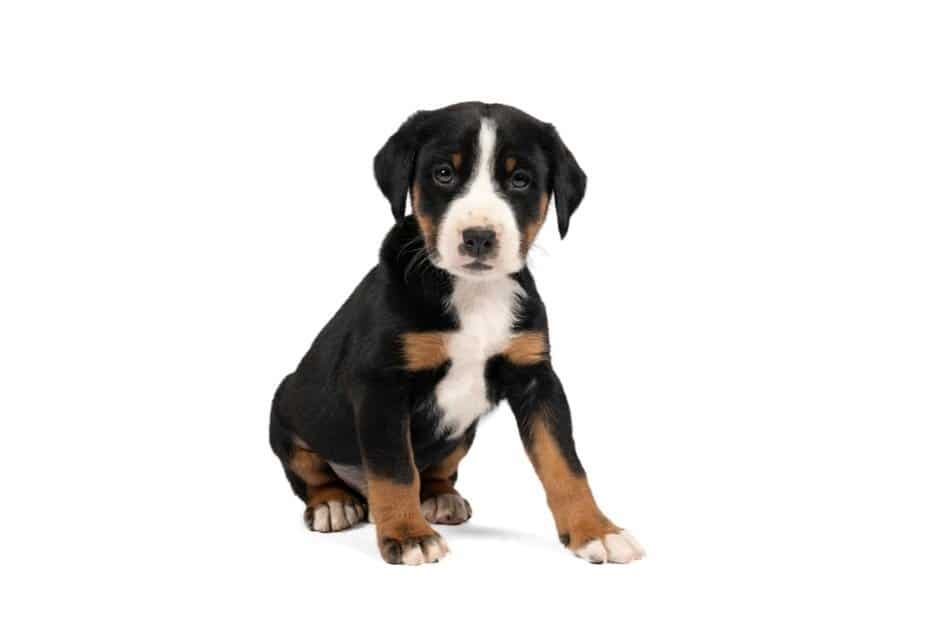 Portrait of a Appenzeller Sennenhund pup sitting isolated against a white background