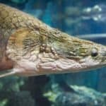 Arapaima