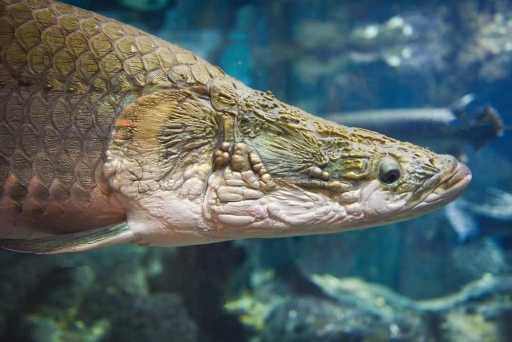 Arapaima fish - Pirarucu Arapaima gigas largest freshwater fish and river lakes in Brazil