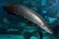 River Monsters: Discover the Biggest Fish in the Amazon River - A-Z Animals