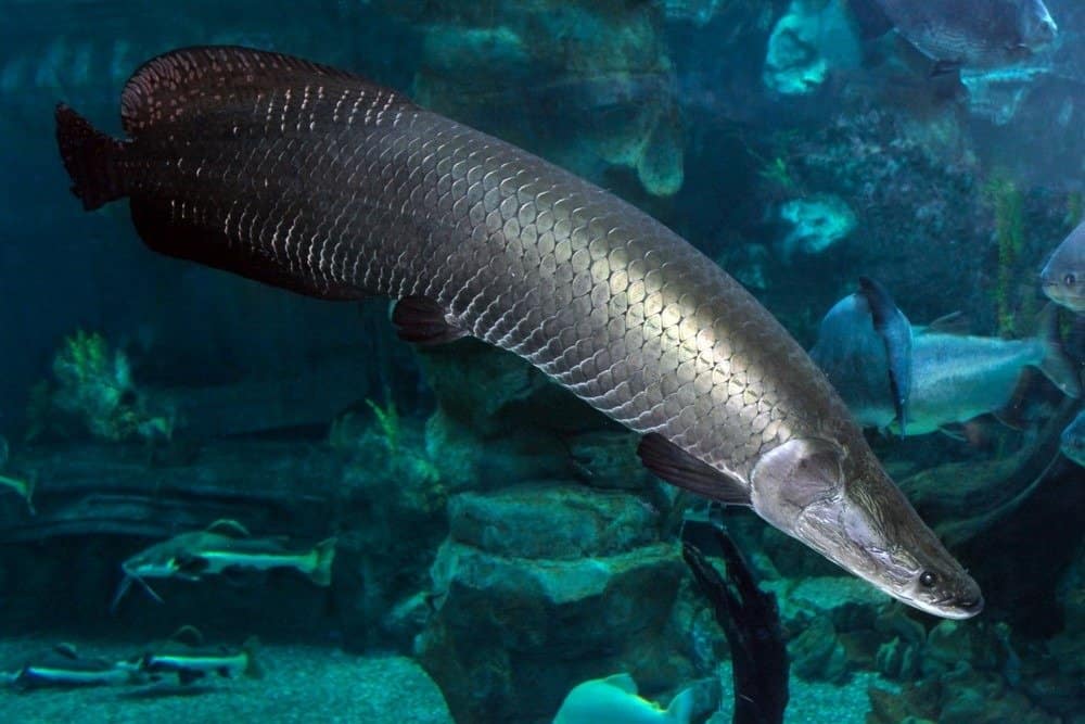 Arapaima (Sudis gigas), also known as the pirarucu